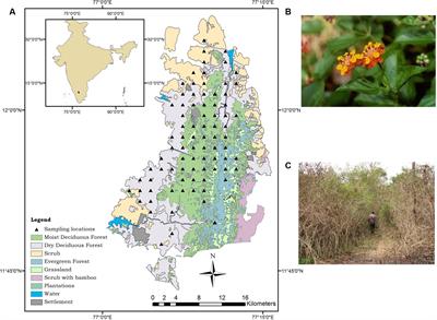 Comparing Pixel and Object-Based Approaches to Map an Understorey Invasive Shrub in Tropical Mixed Forests